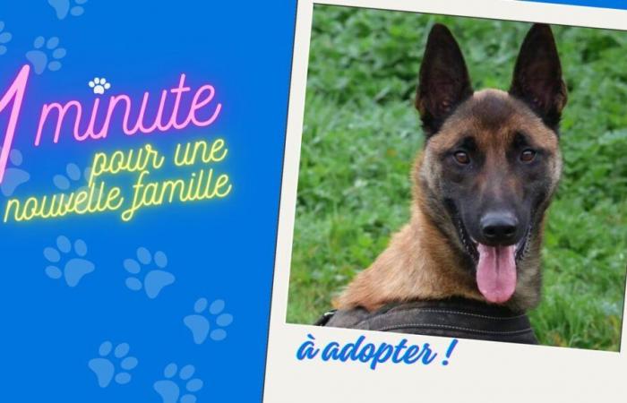 Valou der Malinois sucht eine sportliche und verfügbare Familie