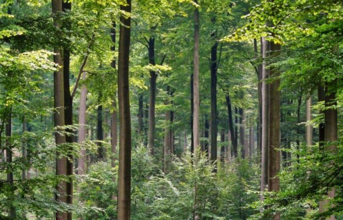 Im Süden Frankreichs vom Aussterben bedroht, „wandern“ Buchen nach Norden – vert.eco