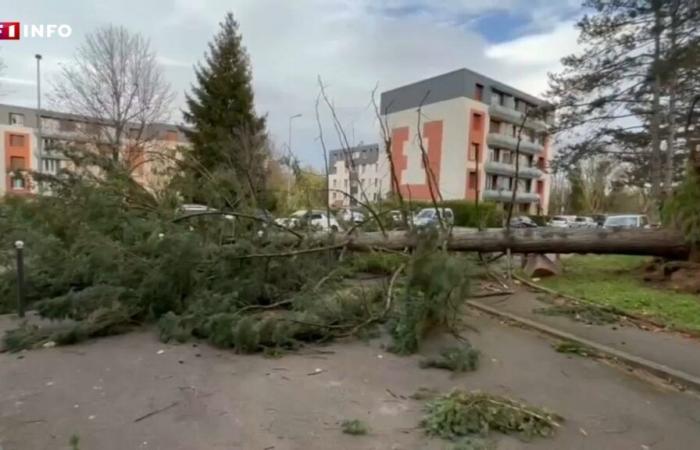 Sturm Bert: umgestürzte Bäume, gesprengte Dächer… Bilder der Schäden in der Nähe von Lyon