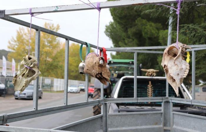 „Die Ankunft von Fleisch aus Südamerika wird sich unweigerlich auf Preise und Verkaufspreise auswirken“: Aude-Züchter mobilisieren gegen das EU/Mercosur-Abkommen