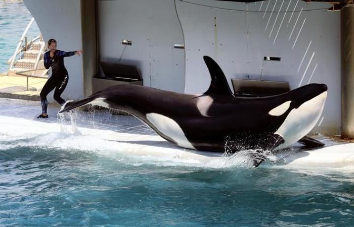 Für die im Marineland-Park in Antibes festgehaltenen Orcas wurde ein Antrag auf Überstellung nach Japan gestellt