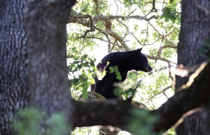 Bär im Zoo Pairi Daiza stirbt nach Kampf mit einem anderen Bären in seinem Gehege