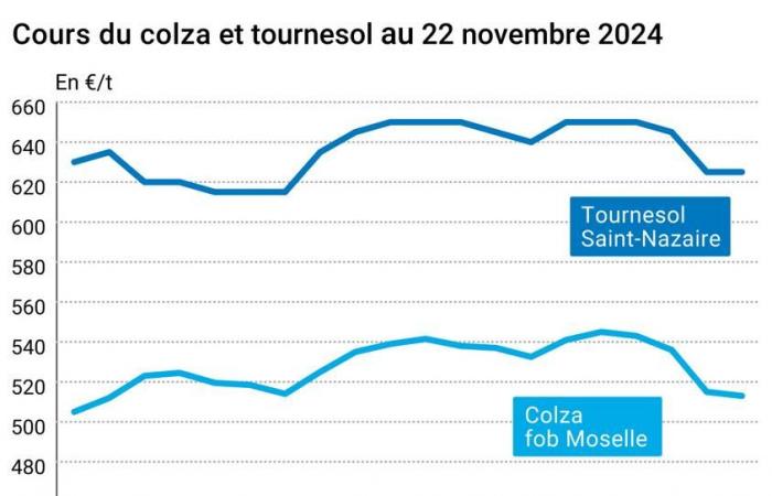 COTidienne | Ölsaaten – Preisverfall bei Pflanzenölen und europäischem Raps