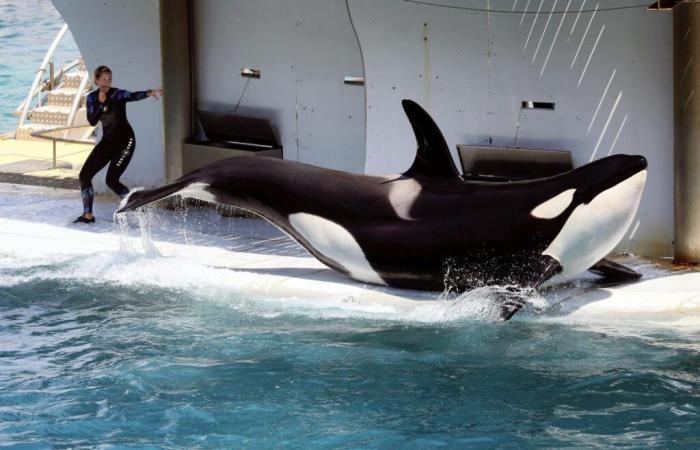 Für die im Marineland-Park in Antibes festgehaltenen Orcas wurde ein Antrag auf Überstellung nach Japan gestellt