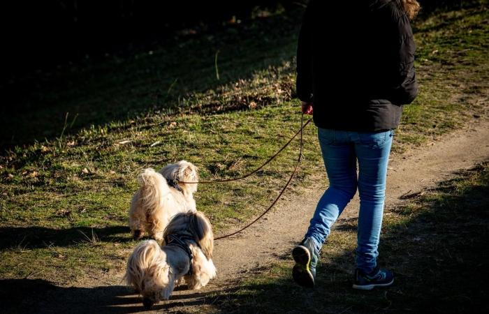 „Von Ihrem Haustier Abschied zu nehmen bedeutet, ein wenig von sich selbst zu verlassen“