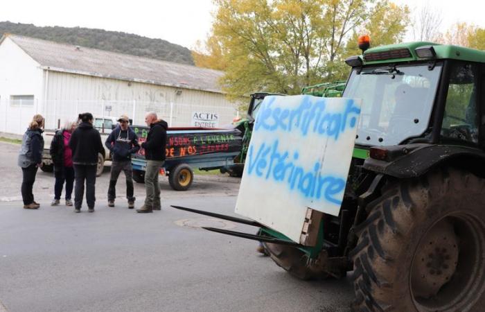 „Die Ankunft von Fleisch aus Südamerika wird sich unweigerlich auf Preise und Verkaufspreise auswirken“: Aude-Züchter mobilisieren gegen das EU/Mercosur-Abkommen