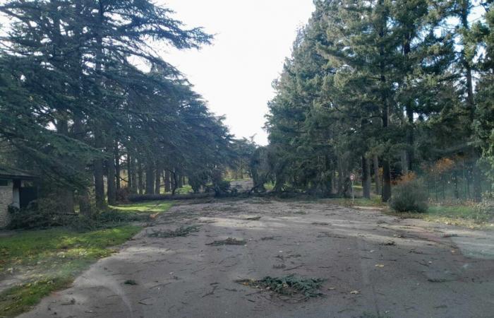 Dutzende Bäume wurden in diesem Park durch heftige Winde entwurzelt