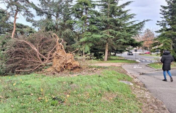 Böen mit 140 km/h, LKW-Unfall, umstürzende Bäume… Die Lage in Lyon und an der Rhône