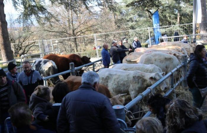 Sainte Catherine Fair: Welche Zukunft hat das Vieh?