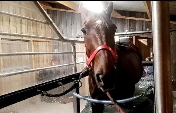 Ibiskusmann in der Balneotherapie vor dem Grand National du Trot