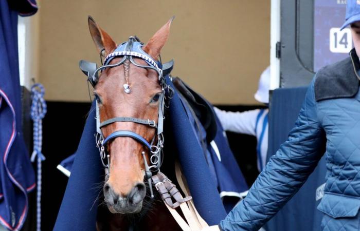 Benjamin Rochard im Sattel der Granvillaise Bleue