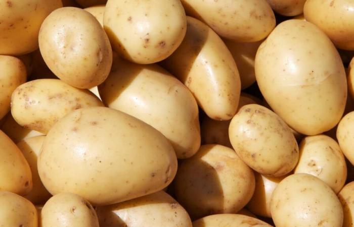 In Quebec verkaufte gefrorene Pommes: Dem „Kartoffelkartell“ wird vorgeworfen, Preise festgelegt zu haben