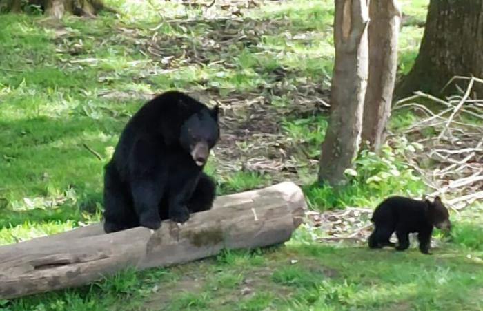 Ein Zusammenstoß zwischen zwei Schwarzbären in einem belgischen Zoo führt zum Tod eines von ihnen