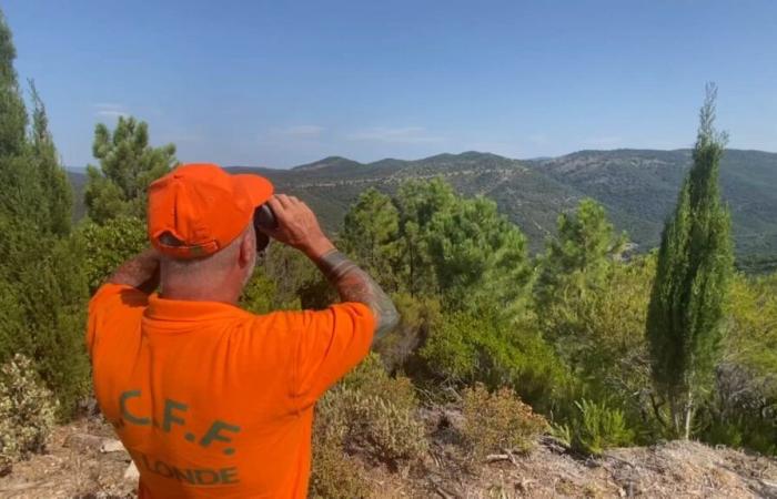 Mit 206 Bränden ist die Zahl der Waldbrände in diesem Jahr zurückgegangen