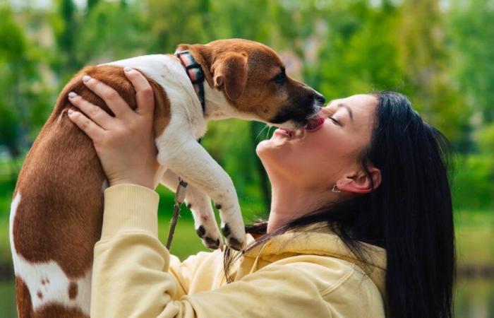 Hygiene: Lassen Sie sich nicht von einem Hund das Gesicht lecken