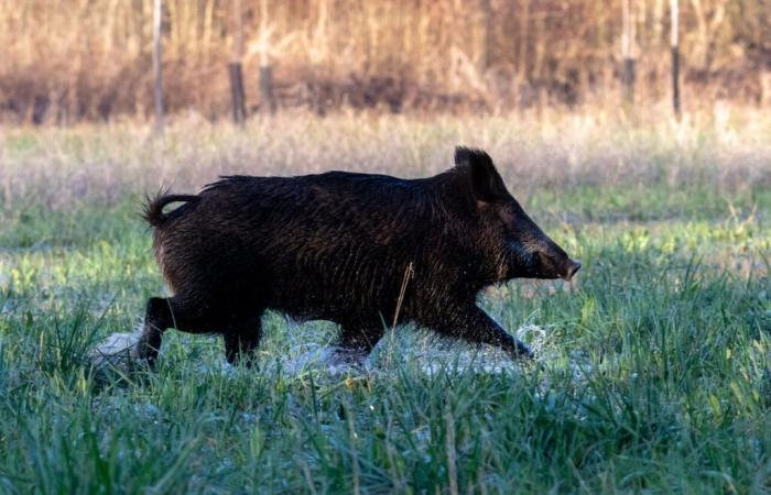 Jäger töten jedes Jahr 8.000 Wildschweine