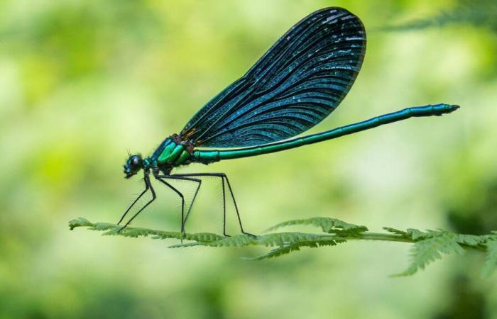 „Infini Present“, das insektenliebende Inventar von Fabienne Raphoz