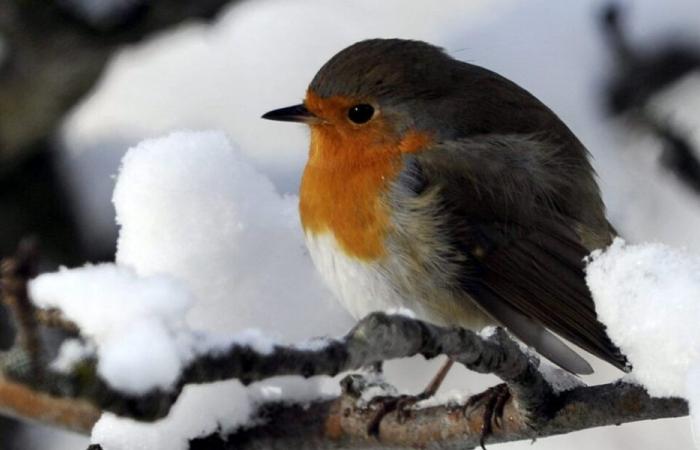 Das Rotkehlchen wurde zum Vogel des Jahres 2025 gewählt