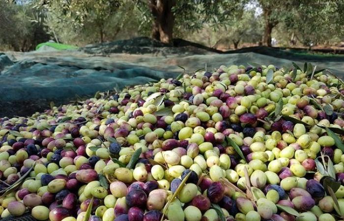 Olivenproduktion in Algerien: Die Preise für Olivenöl steigen rasant