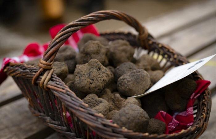 Der berühmte Lot-Trüffelmarkt wird am 3. Dezember wieder aufgenommen