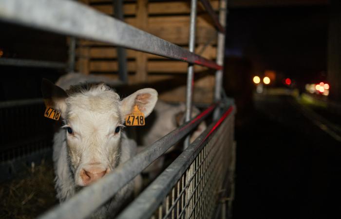 Junge Landwirte steigern ihre Wut noch weiter