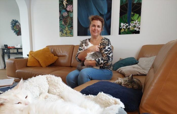 In Seine-et-Marne ist Fanny eine Pflegefamilie für ausgesetzte Katzen: „Es ist eine echte Verpflichtung“