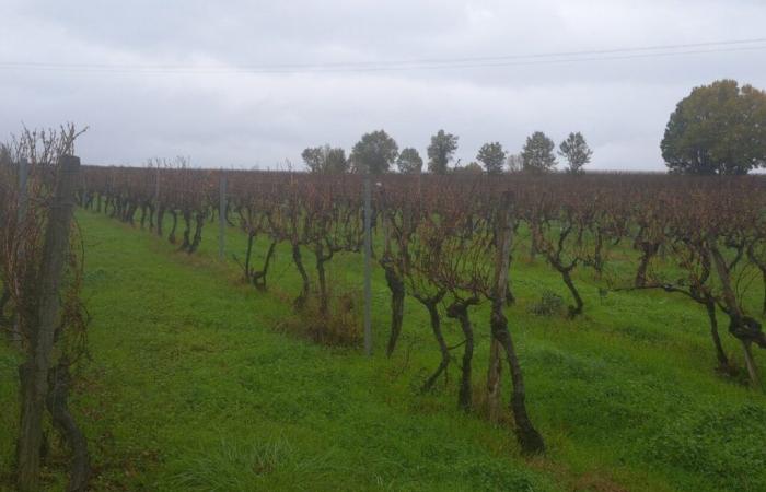 In dieser kleinen Ecke der Gironde vermehren sich Agrar-PV-Projekte und spalten die Bewohner