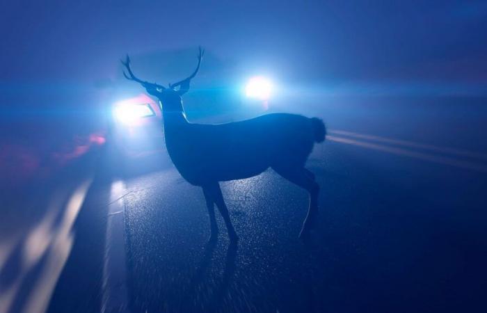 Tödlicher Herbst auf den Straßen für Wildtiere