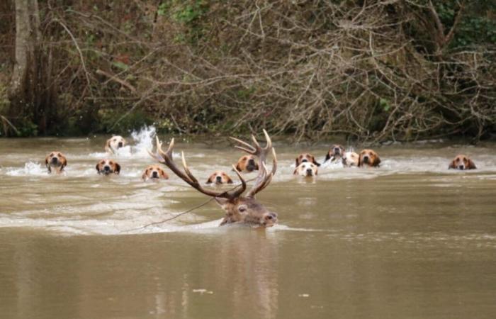 Die Jagd tötet einen der schönsten Hirsche in einem Wald in der Oise, Aktivisten revoltieren