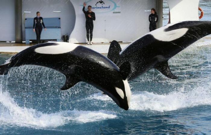 Die Regierung wird den Transfer der beiden Orcas nach Japan blockieren