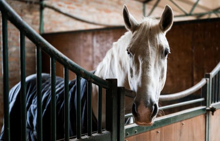 Yvelines: Ein Tierschützer beschuldigt einen Louveterie-Leutnant, für den Tod ihres Pferdes verantwortlich zu sein