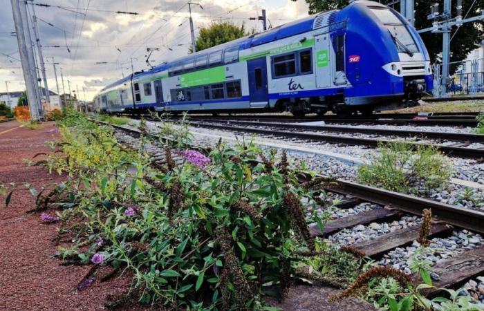 „Der Schaden ist erheblich“: Der SNCF-Verkehr zwischen Paris und Oise verlangsamt sich aufgrund durchtrennter und verbrannter Kabel