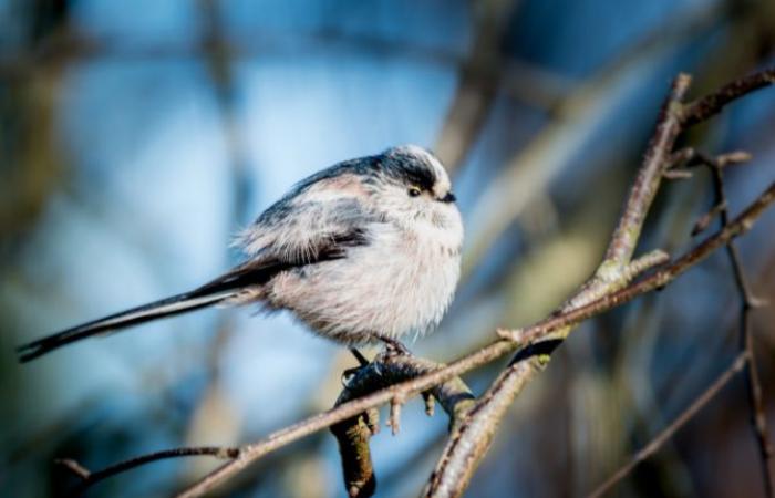 Ausstellung „Schätze der luzianischen Natur“ im Rathaus