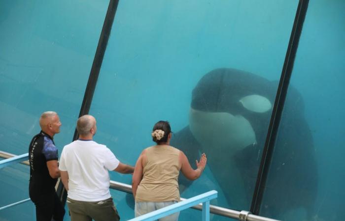 Die Regierung lehnt den Transfer der letzten beiden Orcas von Marineland nach Japan ab