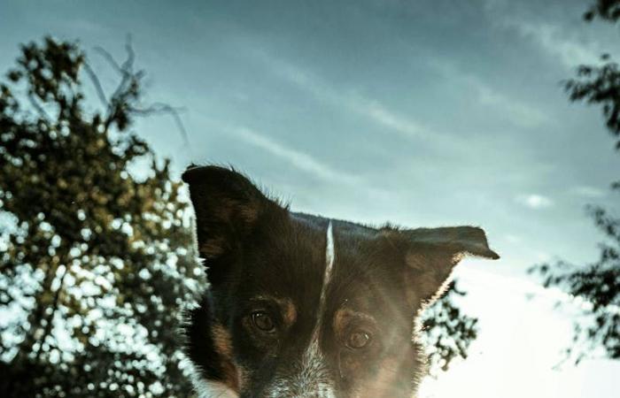 Hygiene: Lassen Sie sich nicht von einem Hund das Gesicht lecken