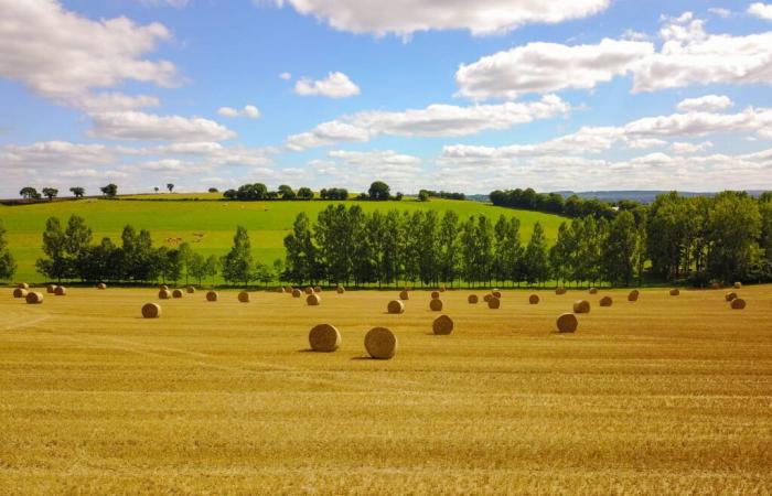 Wie viel kostet das Feld in Ihrer Nähe? Diese neue amtliche Tabelle gibt die Preise für landwirtschaftliche Flächen an