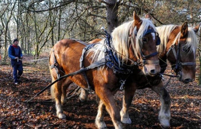 Auf der Suche nach morgen | Nièvre. Wenn Pferde Maschinen ersetzen