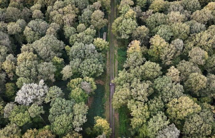 Auf der Suche nach morgen | Norden. Hauts-de-France steht vor Chalarose