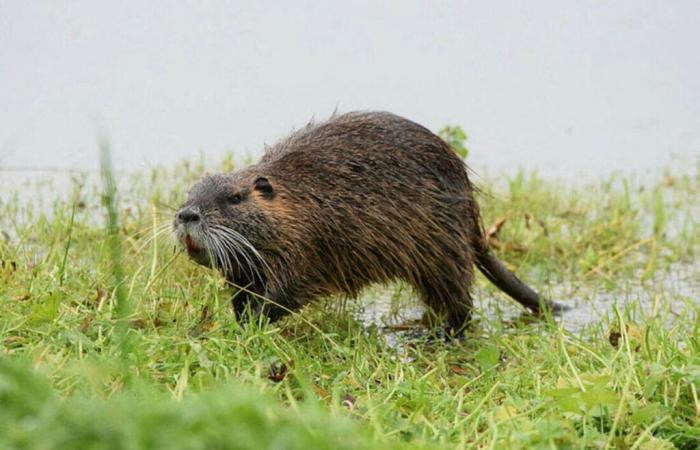 Nutrias und Bisamratten im Ärmelkanal: Wie kann man sie beseitigen?