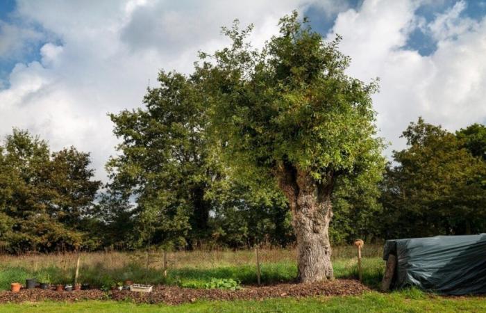 Ist diese Eiche der schönste Baum Frankreichs?