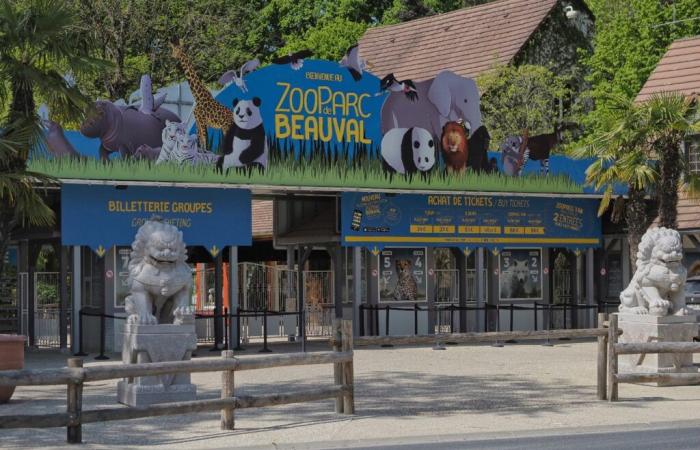 Nach den Pandas wird China dem Beauval ZooParc auch goldene Affen leihen