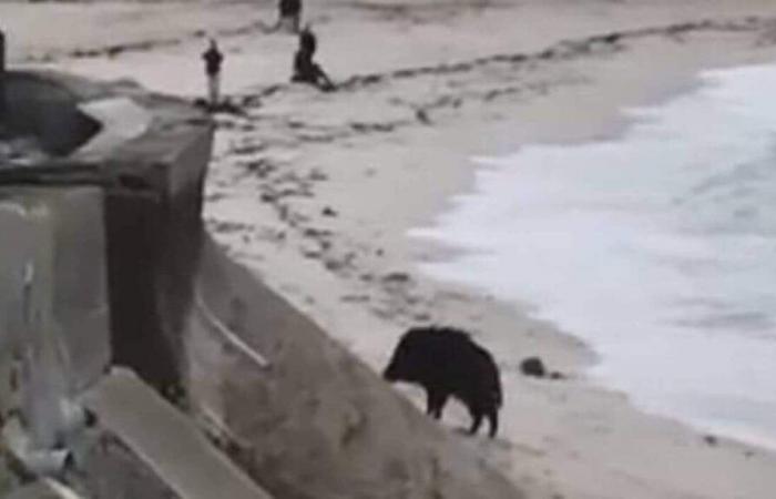 VIDEO. In Larmor-Plage nimmt ein Wildschwein ein Meeresbad