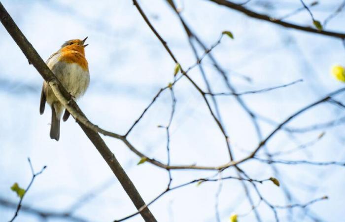 Das Rotkehlchen wurde zum Vogel des Jahres 2025 gewählt – rts.ch