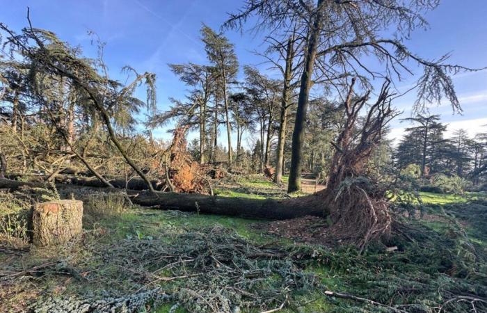 Lyon. Dieser von heftigen Winden verwüstete Park: Entdecken Sie unsere beeindruckenden Bilder