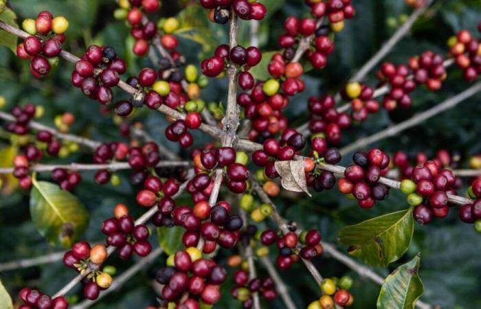 In Kolumbien erreichen Kaffeepreise einen „historischen Rekord“