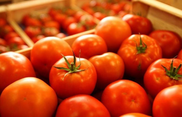 Auf den Großhandelsmärkten setzt sich der Rückgang der Tomatenpreise fort