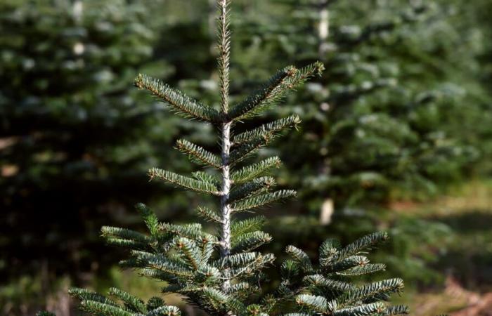 Preis, Erhaltung… Ist es schon der richtige Zeitpunkt, Ihren Weihnachtsbaum zu kaufen?