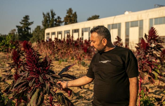 Trotz des Waffenstillstands sind libanesische Bauern davon überzeugt, dass Israel sie „von hier vertreiben“ will.