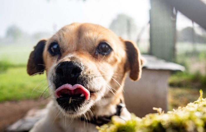 Zwei Gleise wurden geschlossen, um den Hund zu fangen, der aus einem Flugzeug entkommen war, jedoch ohne Erfolg