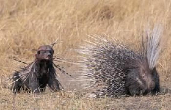 Unter den 25 schönsten Naturfotos des Jahres werden zwei Franzosen ausgewählt